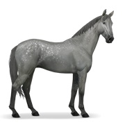 Selle Français - Dapple Gray