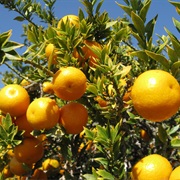 Myrtle-Leaved Orange Tree (Citrus Myrtifolia)