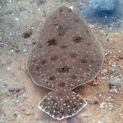 Flounder