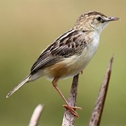 Zitting Cisticola