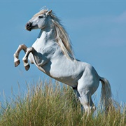 Camargue Horse