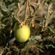 Solanum Chippendalei