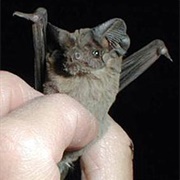 Free-Tailed Bat