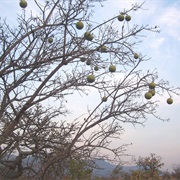 Natal Orange (Strychnos Spinosa)