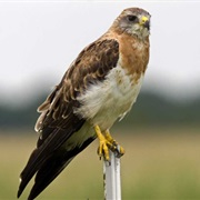 Swainson's Hawk
