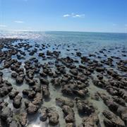 Shark Bay Marine National Park (WA)