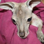 Kangaroo