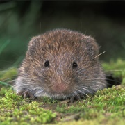 European Pine Vole