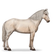 Icelandic Horse - Cremello
