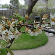 American Plum (Prunus Americana)