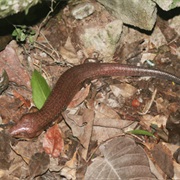 Montserrat Galliwasp