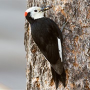 White-Headed Woodpecker