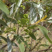 Soapbush Wattle / Strap Wattle (Acacia Holosericea)
