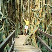 Yungaburra National Park (QLD)