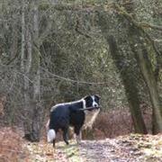 Walk a Dog in the Woods