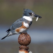 Kingfisher