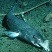 Sablefish (Aka: Butterfish, Blackcod, Coalfish, Skilfish, Bluecod, Deep-Sea Trout, Black Candlefish)