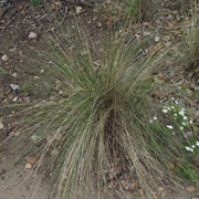 Desert Needlegrass (Stipa Speciosa)