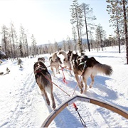 Husky Tour