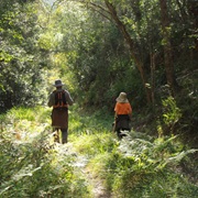 Hike in Grootvadersbosch &amp; Boosmansbos Wilderness