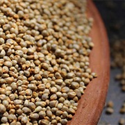 Pearl Millet