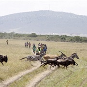 Run the Serengeti Half Marathon