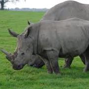 Knowsley Safari Park