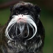 Emperor Tamarin