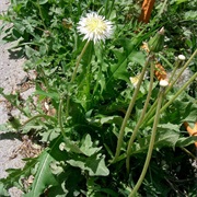 Taraxacum Albidum