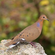 Zenaida Dove
