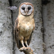 Ashy-Faced Owl (Tyto Glaucops)