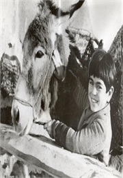 Never Take No for an Answer (1951)