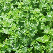 Lesser Calamint (Clinopodium Nepeta)