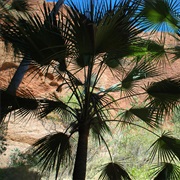 Mini Palms Gorge
