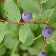Alaska Blueberry (Vaccinium Ovalifolium)
