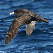 White-Chinned Petrel