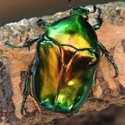 Green June Beetle