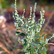 Pitseed Goosefoot (Chenopodium Berlandieri)