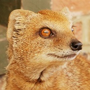 Yellow Mongoose