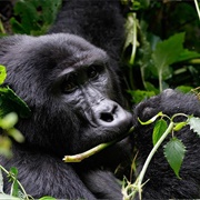 Mountain Gorillas, Rwanda