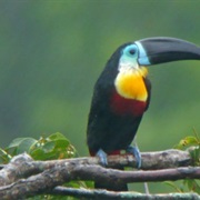 Asa Wright Nature Centre, Trinidad Tobago