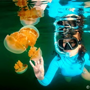 Jellyfish of Lake Kakaban