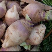 Rutabaga