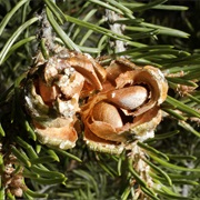 Pine Nuts