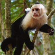 Capuchin