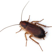 Cockroach