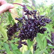 American Black Elderberry