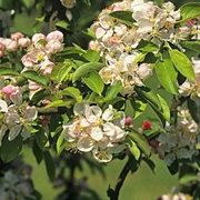 Dunbar Crabapple (Malus Glaucescens)