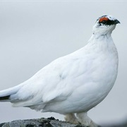 Rock Ptarmigan