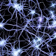 Adult Brain Cannot Generate Any New Neurons